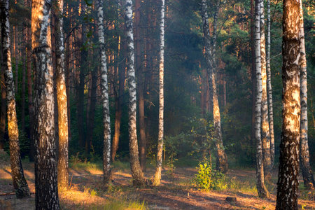 evening sun in the pine forest close up