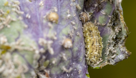 The larva of the scarlet flies eats aphids on the cabbage. Natural enemy of aphids, useful garden insect destroying the population of pests.の写真素材