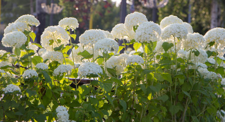 Hydrangea tree, white.Bush blooming on a green background