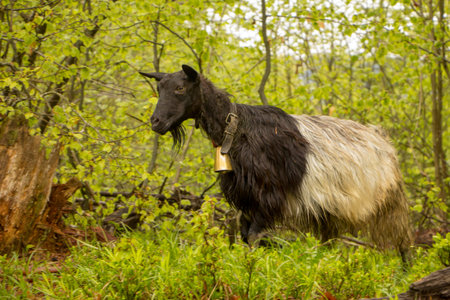 Goat with a bell around his neck in the woods close upの写真素材