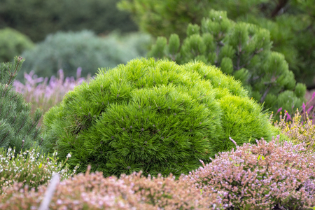 Cultivar dwarf mountain pine Pinus mugo var. pumilio in the rocky garden close upの写真素材