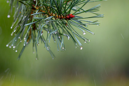 Drops of dew after the rain on pines and needles, the beginning of autumn, cooling. Macro