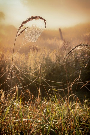 Web with dew drops on a blade of grass on a Fog warm backgroundの写真素材