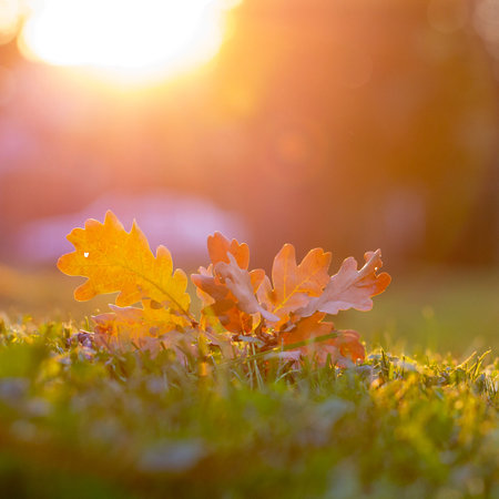 Autumn leaf on green grass, macro close up.