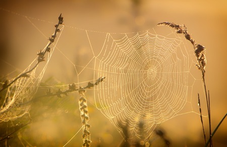 Web with dew drops on a blade of grass on a Fog warm backgroundの写真素材