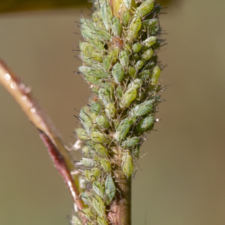 small aphid on a green leaf in the open airの写真素材