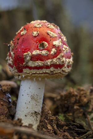 Amanita muscaria fly agaric red mushrooms with white spots in grass.の写真素材