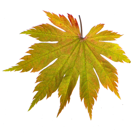 Yellow sheet of Japanese maple on a white background close upの写真素材