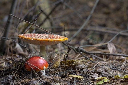 Amanita muscaria fly agaric red mushrooms with white spots in grass.の写真素材