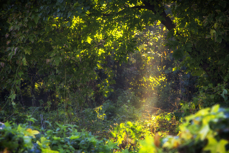 Morning freshness in a beautiful autumn face, a ray of sunshine passes through the branches of redays at dawn.の写真素材
