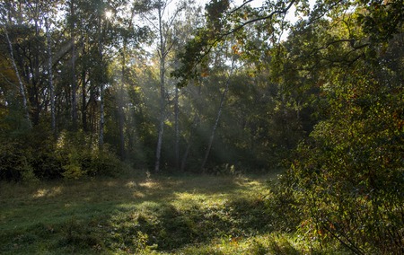 Morning freshness in a beautiful autumn face, a ray of sunshine passes through the branches of redays at dawn.の写真素材