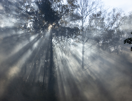 Morning freshness in a beautiful autumn face, a ray of sunshine passes through the branches of redays at dawn.の写真素材
