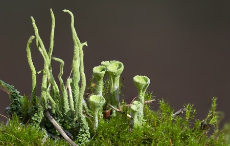 Green moss in the morning light. macro close upの写真素材