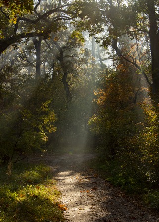Morning freshness in a beautiful autumn face, a ray of sunshine passes through the branches of redays at dawn.の写真素材