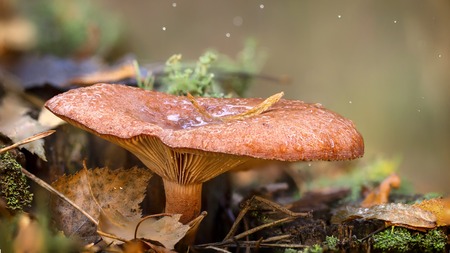 Chanterelle mushroom in the wood, Close-up, valuable edible mushroomの写真素材