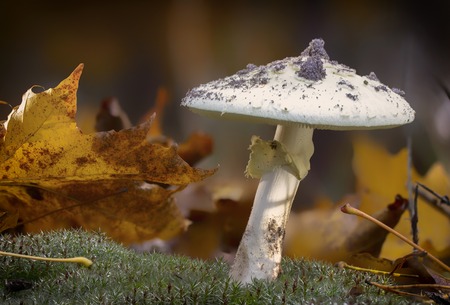 Amanita Phalloides fungus, poisonous subject in wild mountain on a rainy dayの写真素材