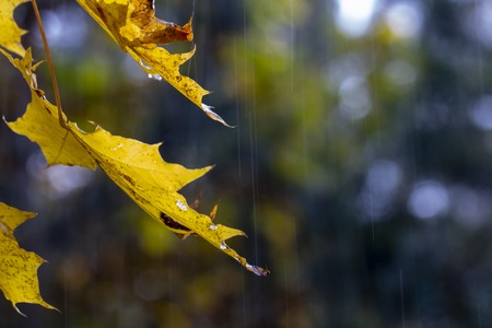 droplets on leaves.Fallen autumn leaf closeup with raindrops on Maple leavesの写真素材