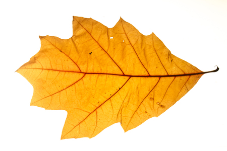 Yellow autumn leaf oak isolated on white background close upの写真素材