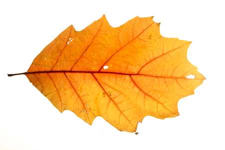 Yellow autumn leaf oak isolated on white background close upの写真素材