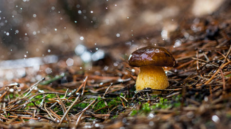 white mushroom growing in the forest, photo using the focus stack, very high quality close up