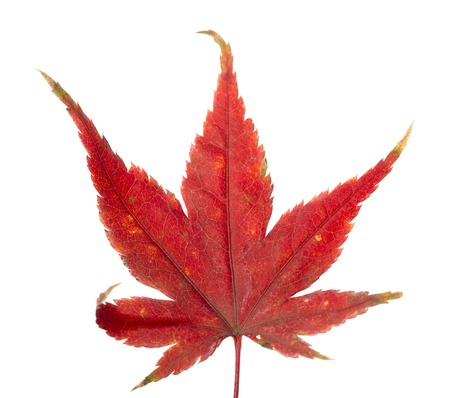 Yellow sheet of Japanese maple on a white background close upの写真素材