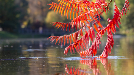 Its leaves have a wonderful coloration of autumn, the colors smoothly pass from yellow to crimson. A...