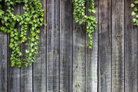 Vichy grapes on an old wooden wooden fence with faded paint. Backgroundの写真素材