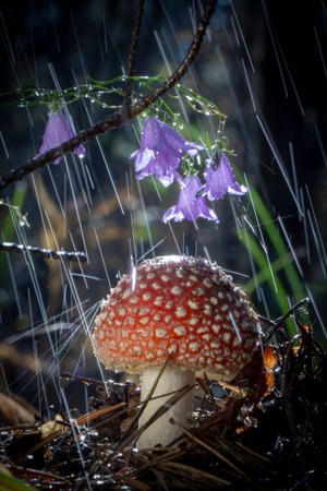 Amanita muscaria fly agaric red mushrooms with white spots in grass.
