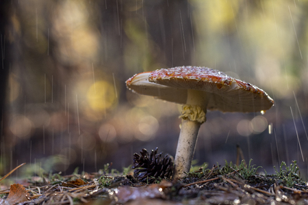 Amanita muscaria fly agaric red mushrooms with white spots in grass.の写真素材