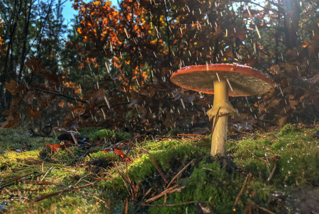 Amanita muscaria fly agaric red mushrooms with white spots in grass.