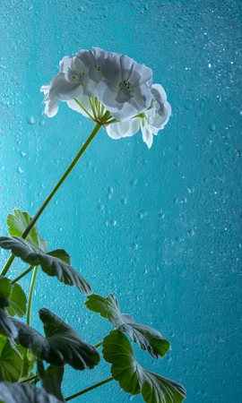 White geranium flower, on a turquoise glass background. With drops of dew.の写真素材