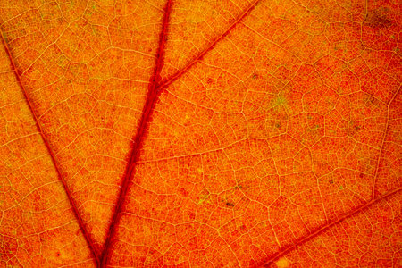 Beautiful detailed golden fall leaf macro - texture close up