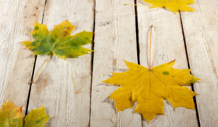 Autumn maple leaves on gray wooden background close up