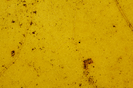 Beautiful detailed golden fall leaf macro - texture close upの写真素材