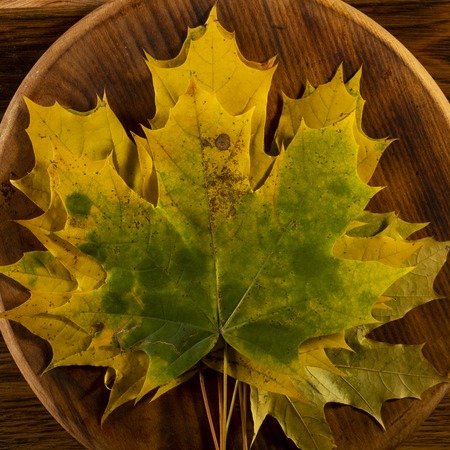 Autumn maple leaves on gray wooden background close upの写真素材