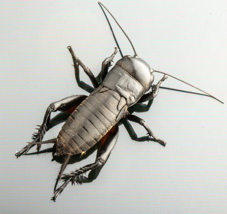 Cricket insect or Gryllidae isolated on a white background close up