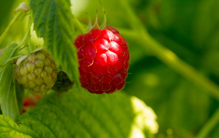 Strewed raspberry berries on a green branch on a warm summer day. close up
