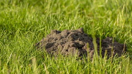New molehills on lawn made by moles population view on sunny day.の写真素材