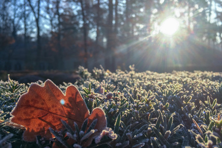 Autumn Early Morning with Hoarfrost on Oak Leaves in park. Leaves, Frost and Ice on Autumn Seasonの写真素材