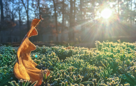 Autumn Early Morning with Hoarfrost on Oak Leaves in park. Leaves, Frost and Ice on Autumn Seasonの写真素材