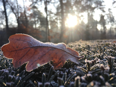 Autumn Early Morning with Hoarfrost on Oak Leaves in park. Leaves, Frost and Ice on Autumn Seasonの写真素材