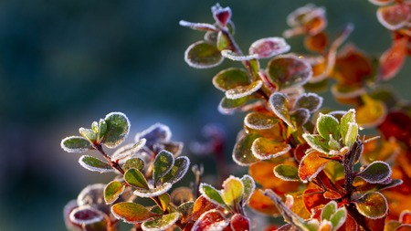 Close up of barberry leaves covered with morning frostの写真素材