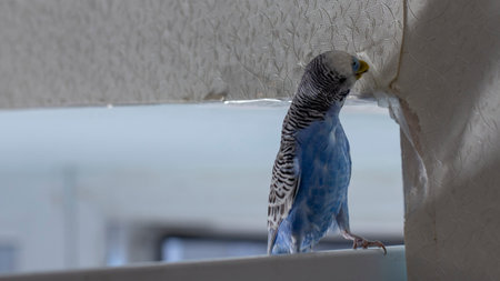 Little blue wavy parrot, sitting on a branch, Gnaws tears scratches the wall, causing harm to paper...
