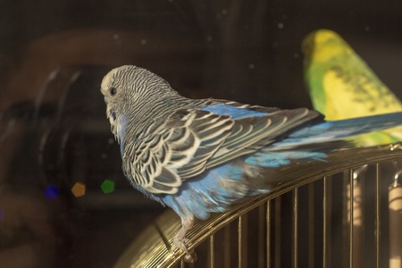 two wavy parrots sit on a cage close upの写真素材