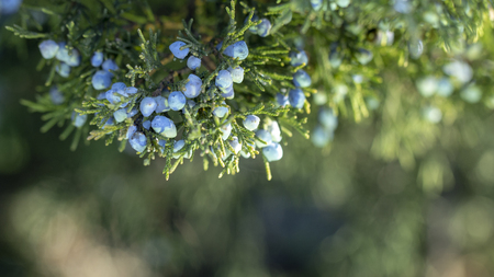 Beautiful bush of a juniper with berries Under the snowの写真素材