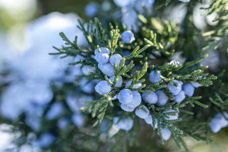 Beautiful bush of a juniper with berries Under the snowの写真素材