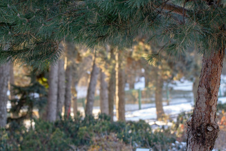 Frosty, fresh morning in a beautiful autumn park of a small town. Background