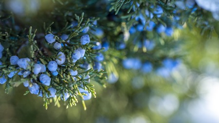 Beautiful bush of a juniper with berries Under the snowの写真素材
