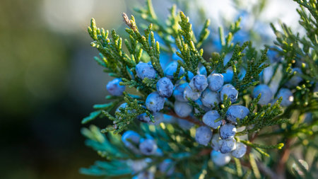 Beautiful bush of a juniper with berries Under the snow