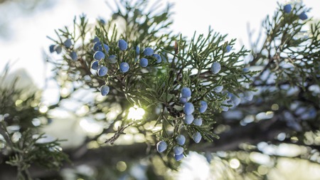 Beautiful bush of a juniper with berries Under the snowの写真素材